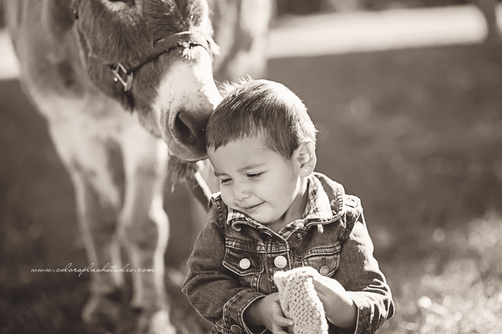 kids-donkey-photography-session-2